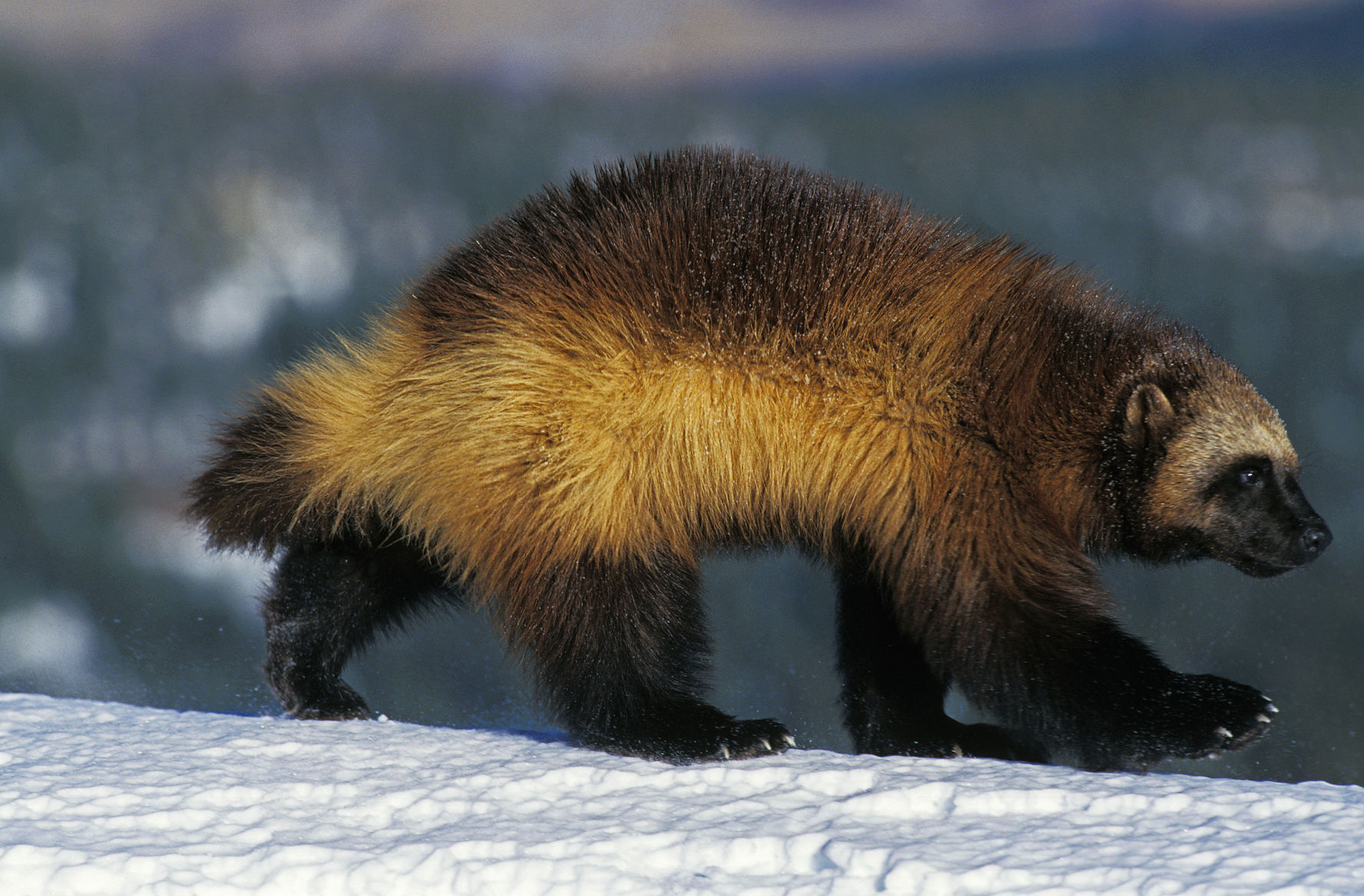 North American wolverine